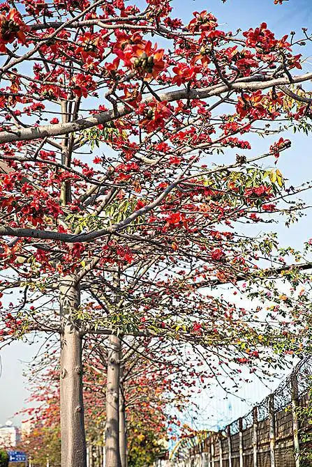 木棉花图片_木棉花高清图片_全景视觉