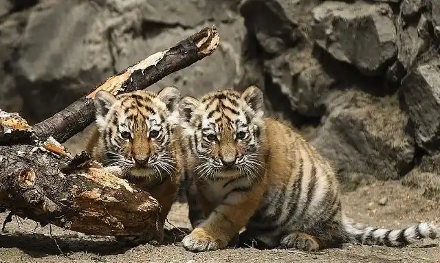分享一组小老虎,没长大的它们真是可爱极了,看着很呆萌哦