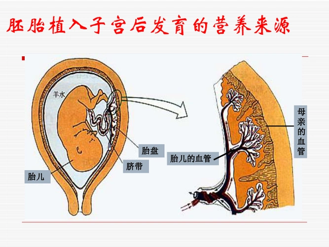新生命的诞生(二)胎儿羊膜囊子宫阴道子宫颈脐带胎盘         胚胎