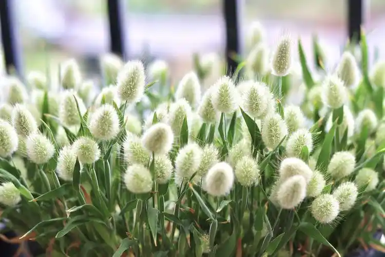 兔尾巴草的生长日记