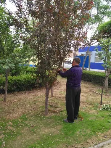 修剪师傅在修剪树木.