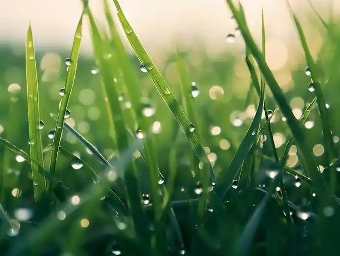 绿色草地特写水珠清新阳光光斑绿色草地春天清新风景美丽的大自然青草