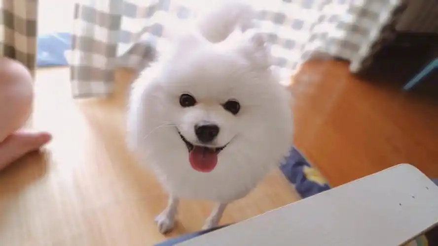 一只笑脸狗的一天