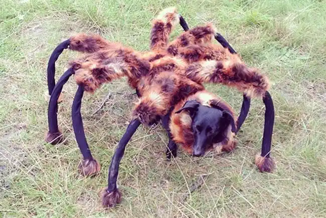 32 purr-fectly cute halloween costumes for pets to look spooky