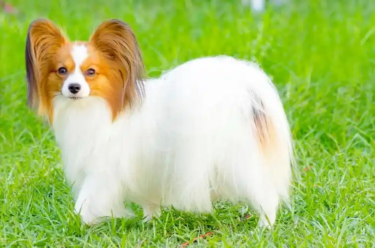 温顺好养又聪明的宠物狗(什么狗狗最聪明最好好训不掉毛)