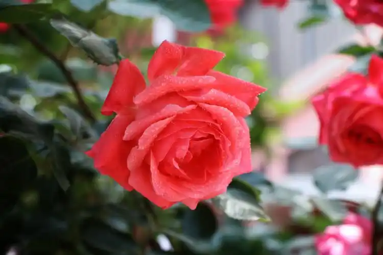 "花中皇后"----月季花