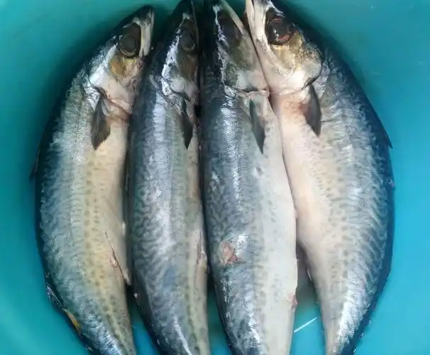 鲐鱼的乡村做法,花钱不多,也可以尽情享受到海鱼的鲜美味道