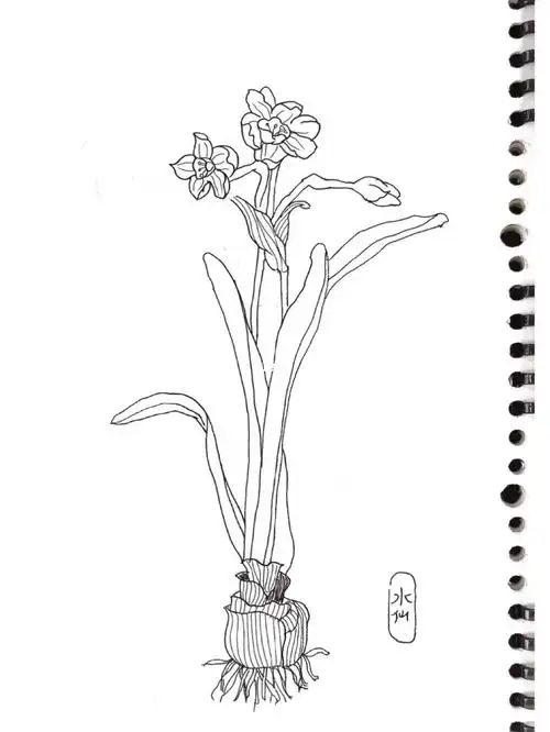 临摹画笔:钢笔纸:b5道林纸临摹来源:《白描从入门到精通》#零基础学