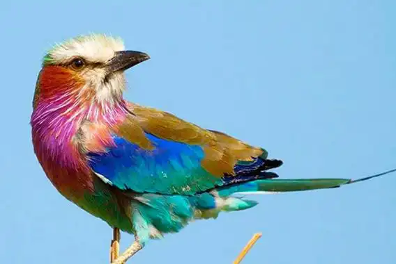 世界十大最美的鸟第一是白孔雀天鹅上榜