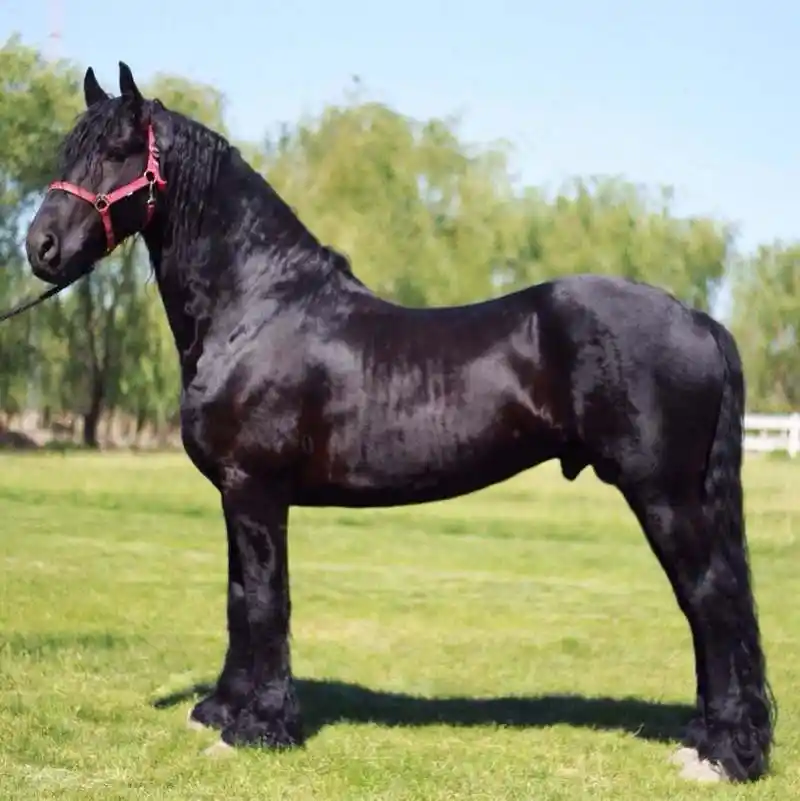 可能有些人还不知道,这种荷兰弗里斯兰马曾经是贵族的专属,在以前的