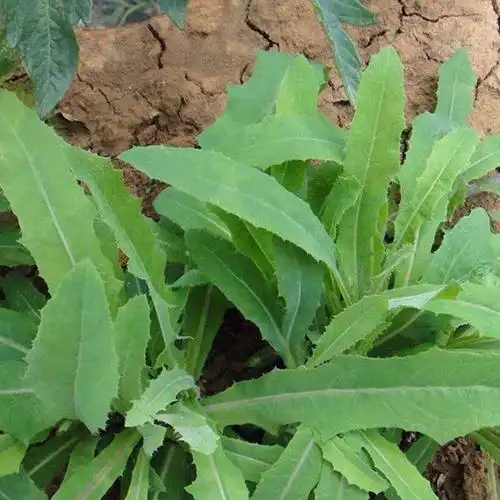 苦麻菜种籽蔬菜种子阳台盆栽菜种籽夏季苦菜野菜苦荬菜曲麻菜种子