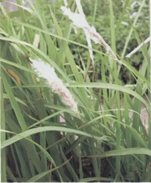 常用中药白茅根