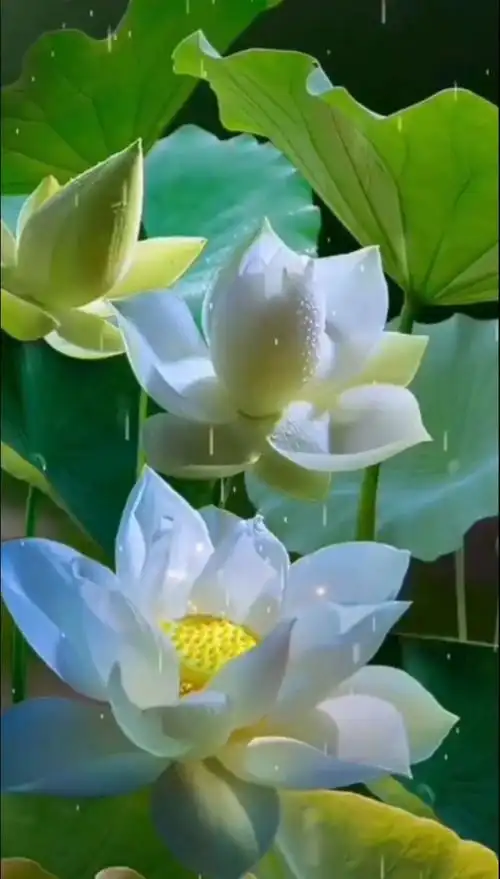 【圣莲】荷花在佛教中被称为圣莲,一尘不染,高洁不凡.