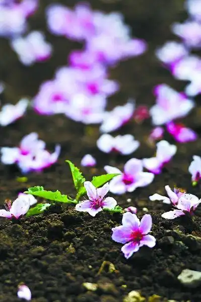 漫步行道树下,阵阵微风拂过,片片桃花悠然飘落,多彩多姿,似飞舞的蝶