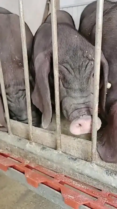 太丑了太丑了,这是我见过最丑的猪