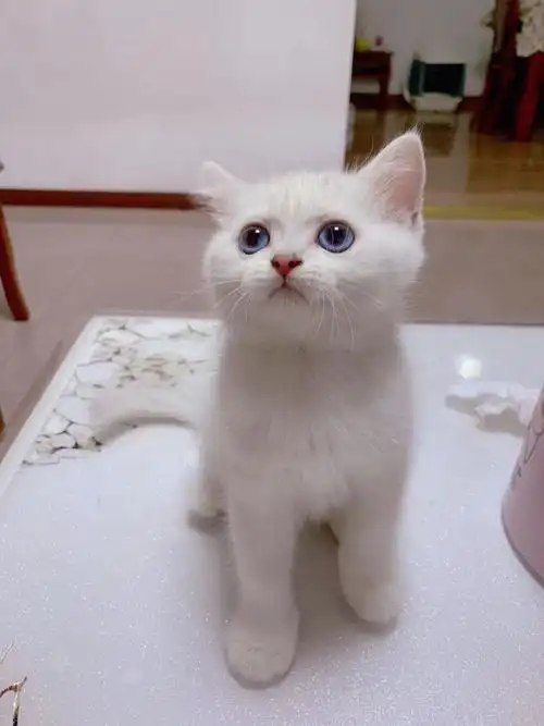 纯种英国短毛猫银点!全身雪白!蓝眼!有图
