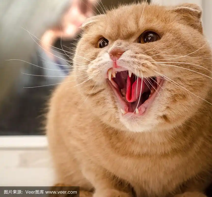 愤怒的金猫.英国短毛猫
