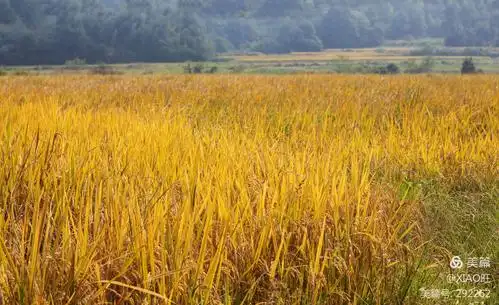 秋天是金色的,田野里的庄家熟了,金色的色彩就是金色的世界,一切都是