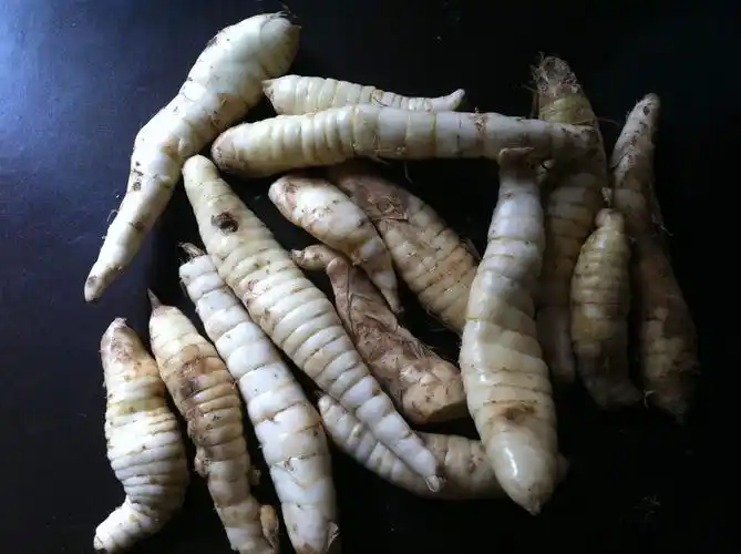 地笋图片地笋野菜图片