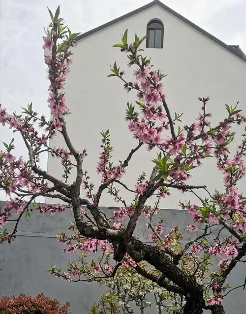 2020年3月的桃花源吴房村,有种特别幽静的美