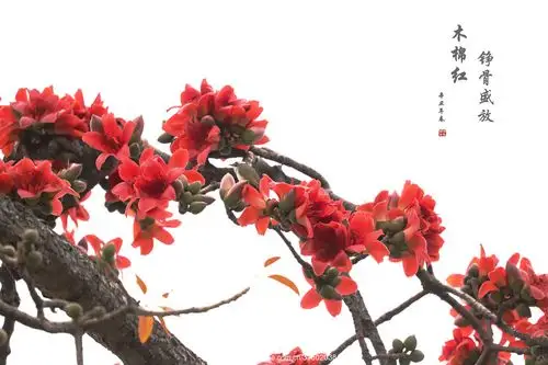 木棉图