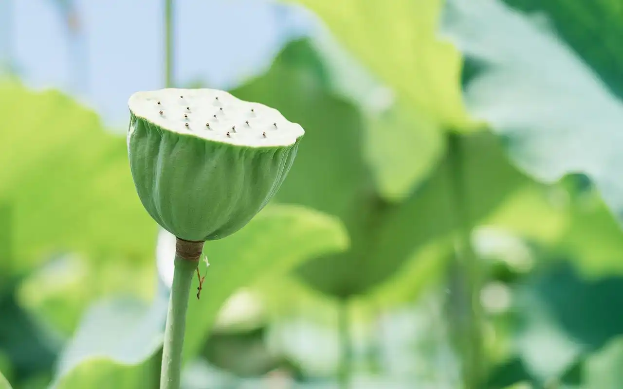 绿色护眼小清新植物高清图片壁纸