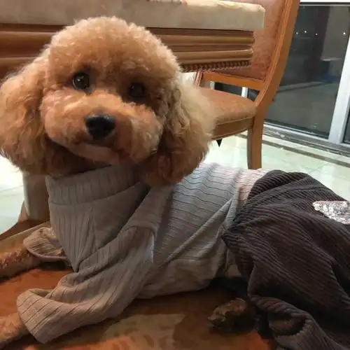 两岁泰迪妹妹找主人