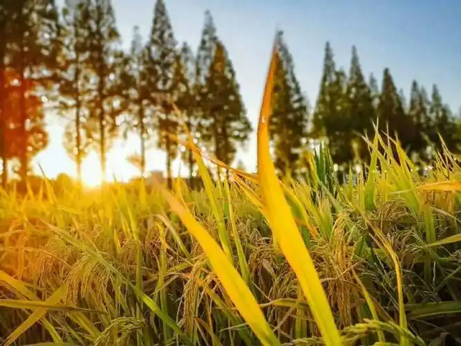 这天最低气温只有9℃……_天气_温度_温差