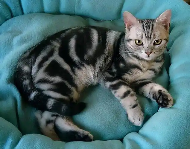 美国短毛猫的"6大缺点",饲养请谨慎!