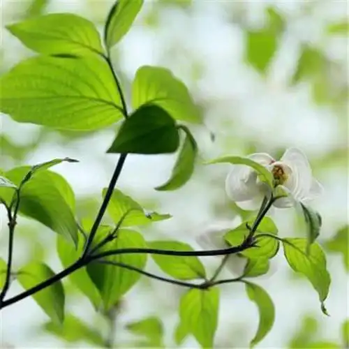 素雅清新花朵头像