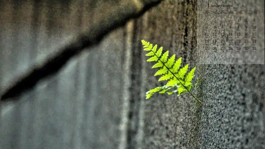 2021年1月清新绿色护眼高清日历壁纸