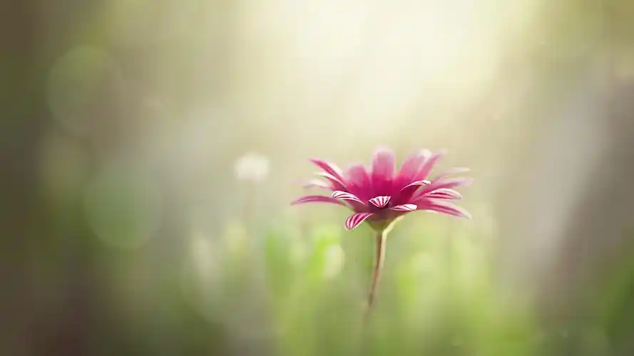 治愈系花卉植物高清唯美意境图片桌面壁纸