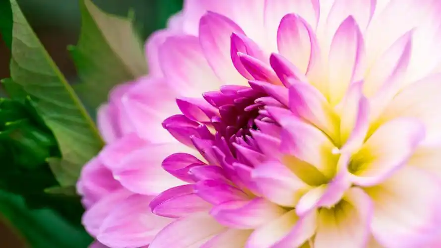 唯美花卉锁屏高清电脑壁纸下载