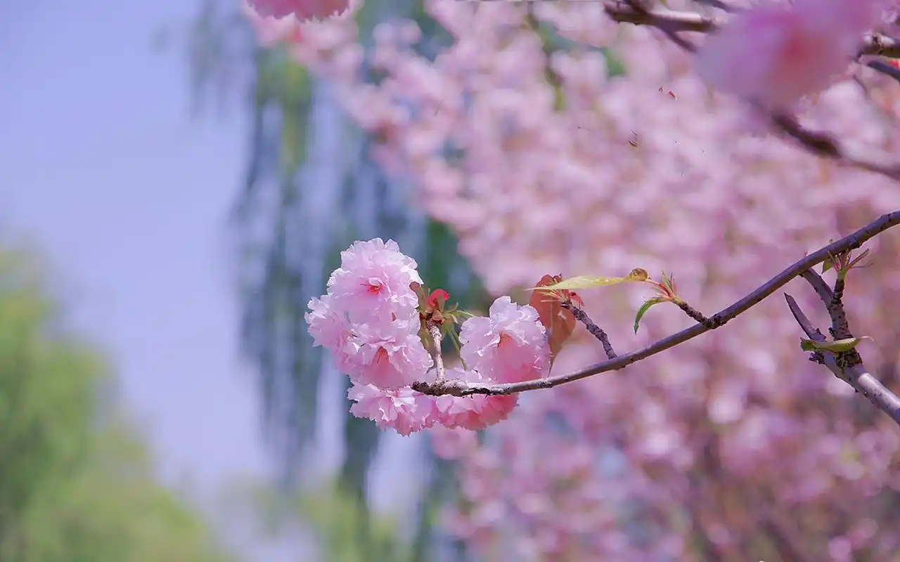 粉色小清新花卉唯美高清桌面壁纸