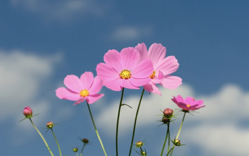 蓝天下的花朵