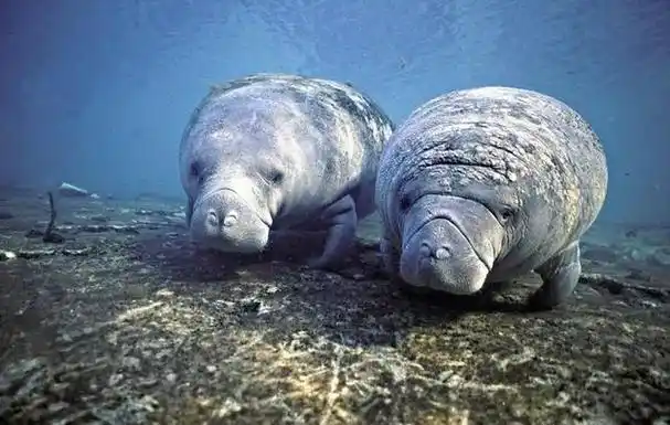 海牛有一个别称就是"美人鱼",这个称呼让人感到很奇怪,因为海牛和童话