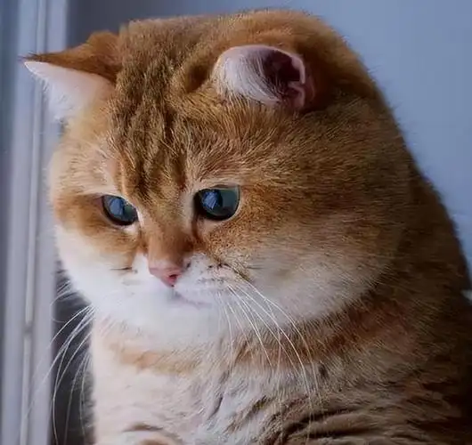 猫咪发腮保姆级教程来喽,教你轻松养出"大饼脸"!