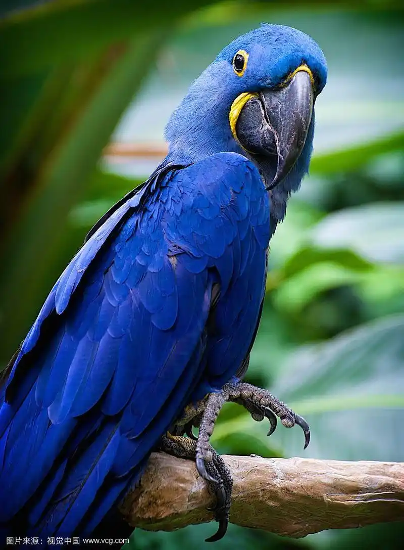 蓝色的鹦鹉