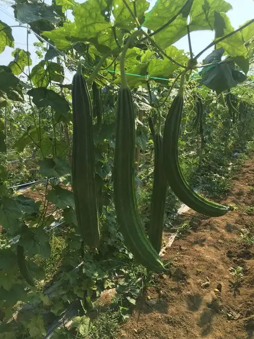 广东丝瓜新鲜棱丝瓜八角瓜长肉丝瓜水瓜鲜甜农产品