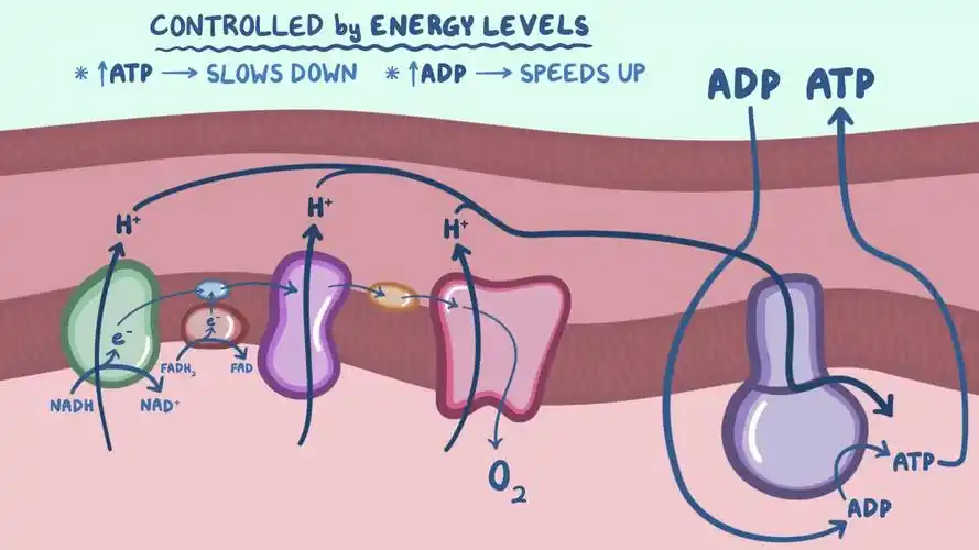 【osmosis生化】电子传递链 & 氧化磷酸化