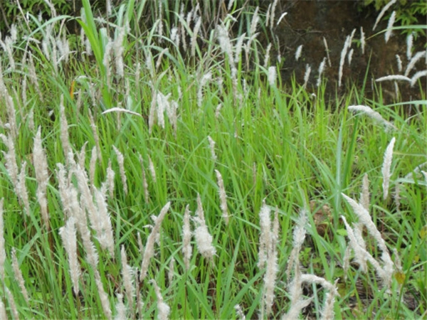 茅草根的功效与作用