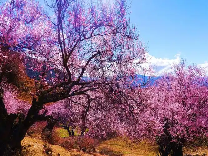 其它 醉·林芝 写美篇 三生若梦 十里桃花不见不散 缱绻情深