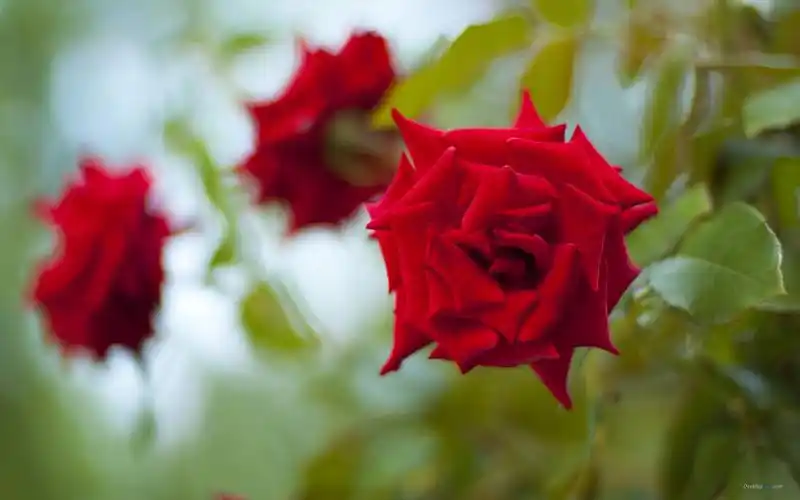 七夕情人节浪漫甜蜜唯美红玫瑰高清特写桌面壁纸(三)