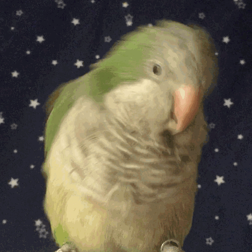 迷惑行为大赏丨鹦鹉的"沙雕"日常