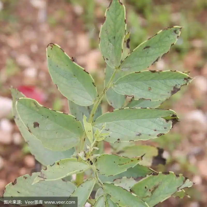 蚕豆叶上的褐色干燥斑点.