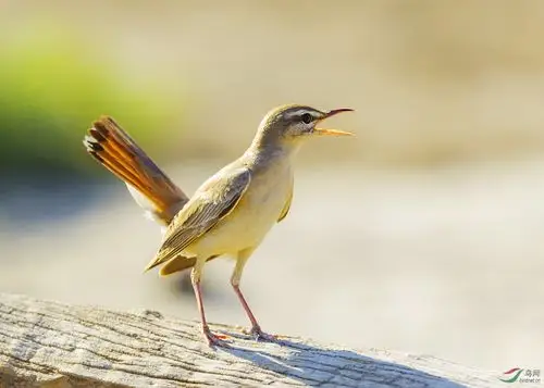 棕薮鸲稀有鸟种棕薮鸲祝贺获得首页精华
