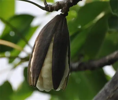 《芳华》中的绒花是什么花?