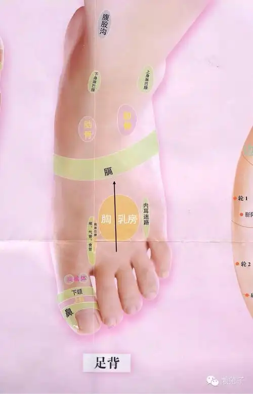 兔子治疗乳腺增生