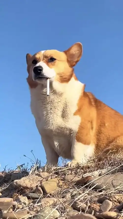 狗子也有心事吧,叼支烟站在山上