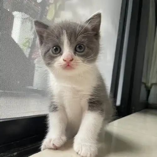 深圳福田家养蓝猫蓝白猫找新家